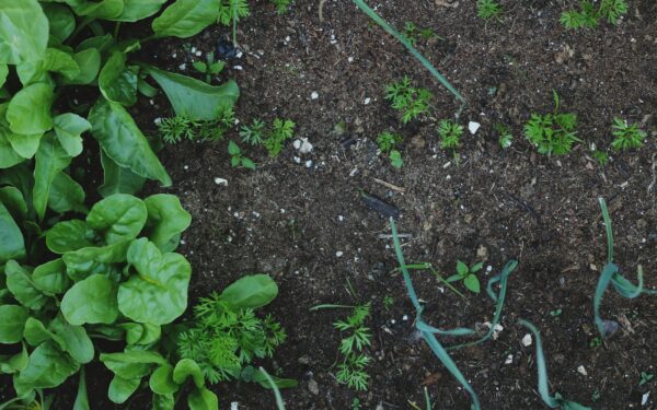Simple crop rotation for a healthier home vegetable patch