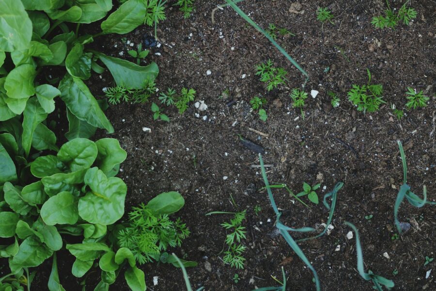 Raised bed vegetable garden overhead