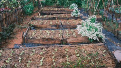 Simple crop rotation plans for small gardens and raised beds