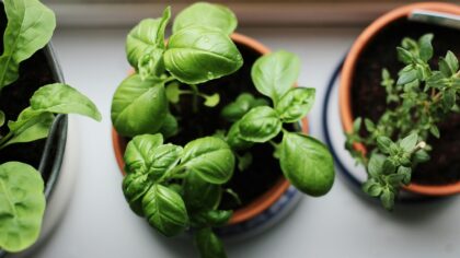 Simple herb care at home for a steady supply of fresh flavor