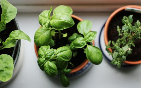 Simple herb care at home for a steady supply of fresh flavor