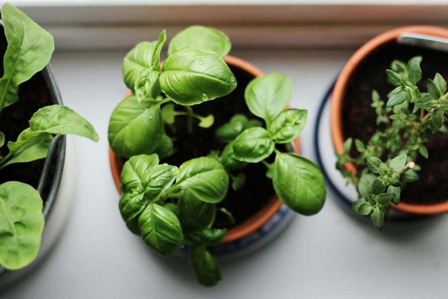 Potted kitchen herbs basil rosemary thyme windowsill