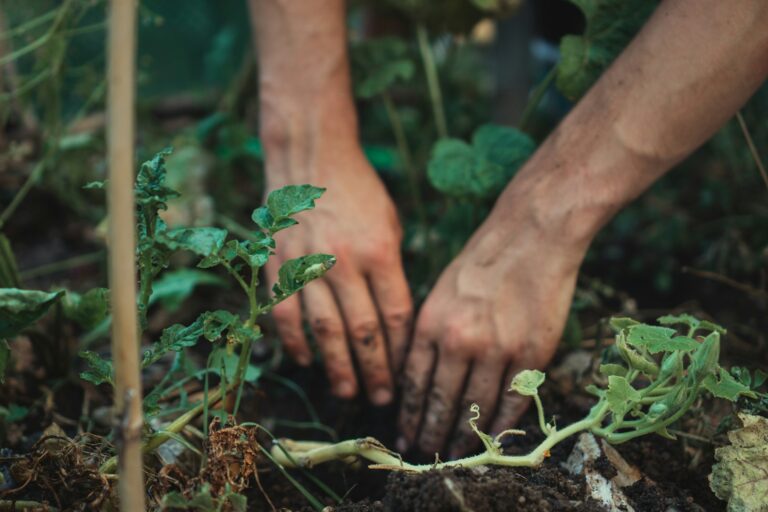 Gardener preparing stem cuttings potting soil