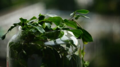 Simple propagation by cuttings to multiply your favourite house greenery
