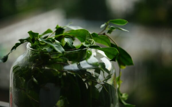 Simple propagation by cuttings to multiply your favourite house greenery