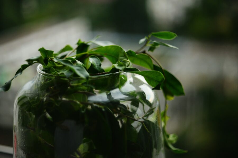 Houseplant cuttings rooting glass jar