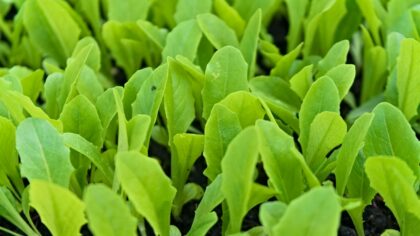 Slug and snail damage: how to protect tender growth without harsh chemicals