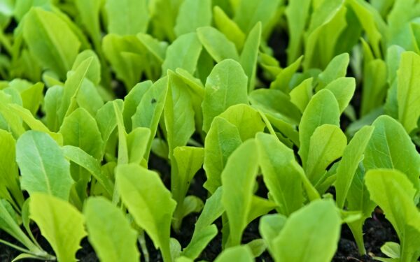Slug and snail damage: how to protect tender growth without harsh chemicals