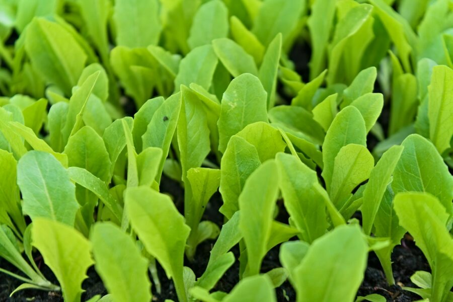 Slug eating young lettuce seedling garden