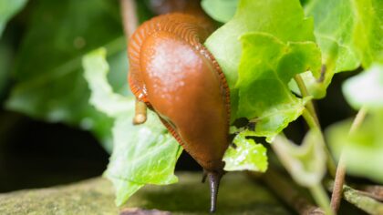 Slugs and snails in wet yards: how to limit slime trails and leaf holes