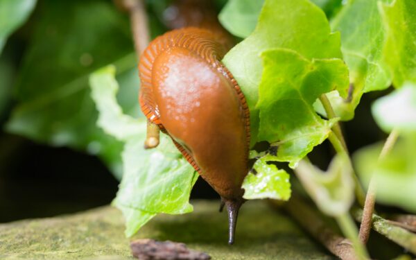 Slugs and snails in wet yards: how to limit slime trails and leaf holes