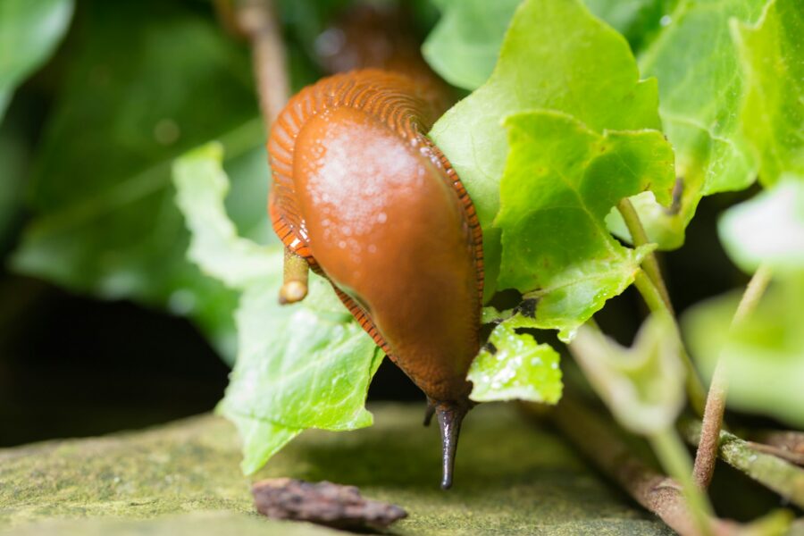 Slug lettuce leaf close
