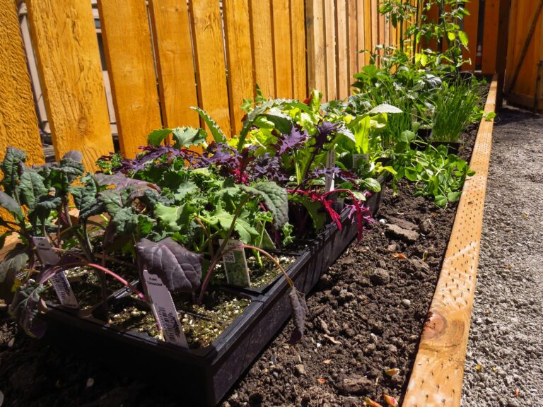 Beer trap slugs garden bed