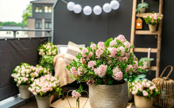 Smart summer care for container and balcony gardening in hot weather