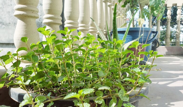 Watering potted herbs balcony