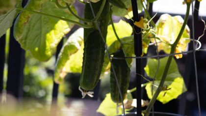 Smart vertical supports for beans and cucumbers in compact spaces