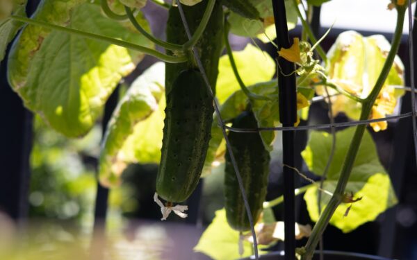 Smart vertical supports for beans and cucumbers in compact spaces