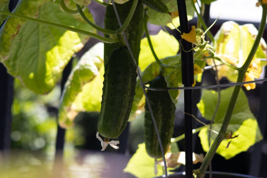 Smart vertical supports beans cucumbers compact spaces vertical
