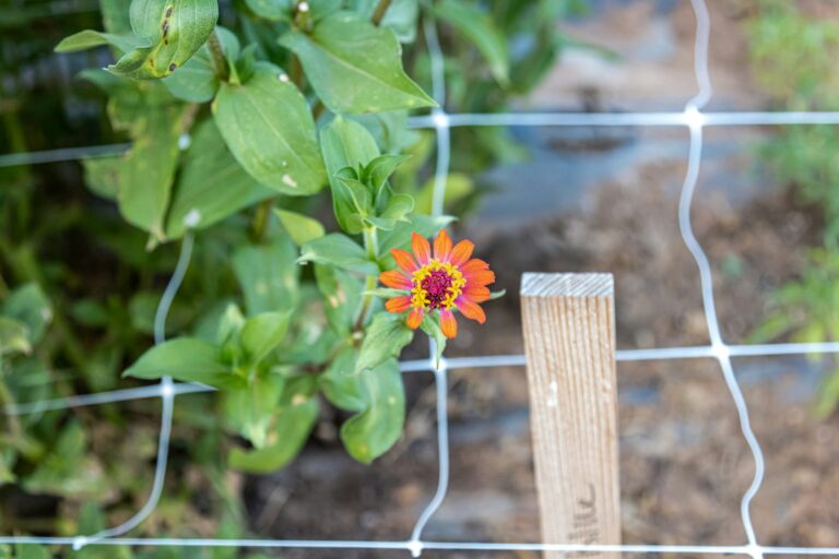 Cucumber vines climbing garden netting