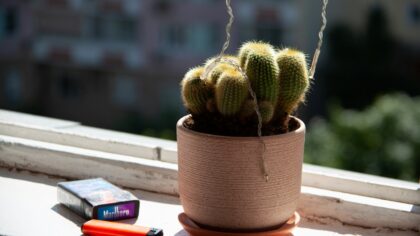 Smart watering for indoor plants in hot summer weather