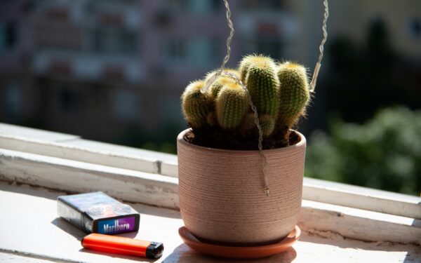 Smart watering for indoor plants in hot summer weather
