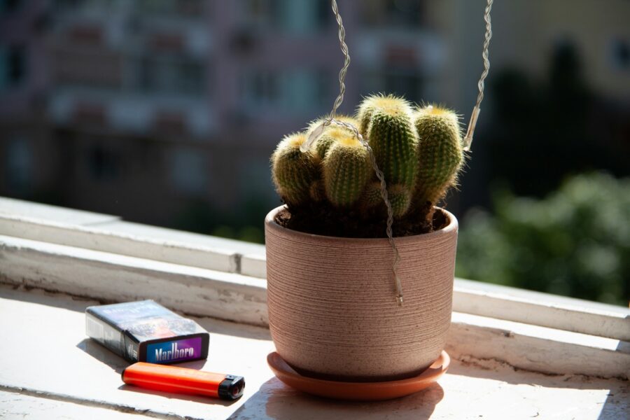 Indoor houseplants sunny windowsill summer