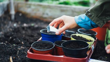 Soil pH basics for healthier home gardens