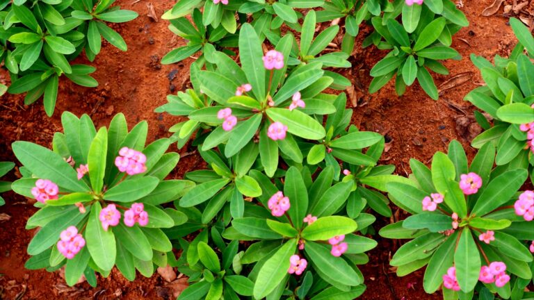 Close garden soil texture