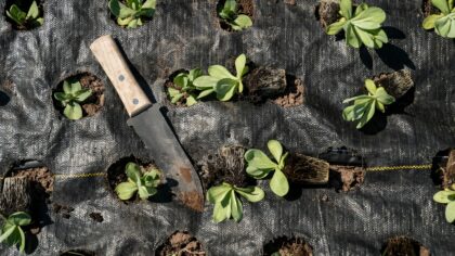 Soil pH problems in home gardens: how to recognize and rebalance your soil