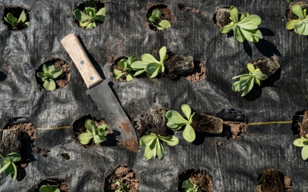 Soil pH problems in home gardens: how to recognize and rebalance your soil