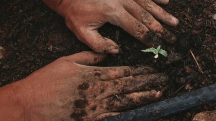 Soil propagation guide for beginner-friendly cuttings at home