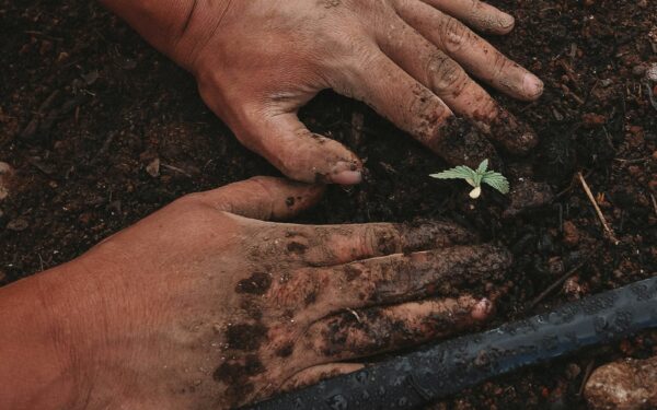 Soil propagation guide for beginner-friendly cuttings at home