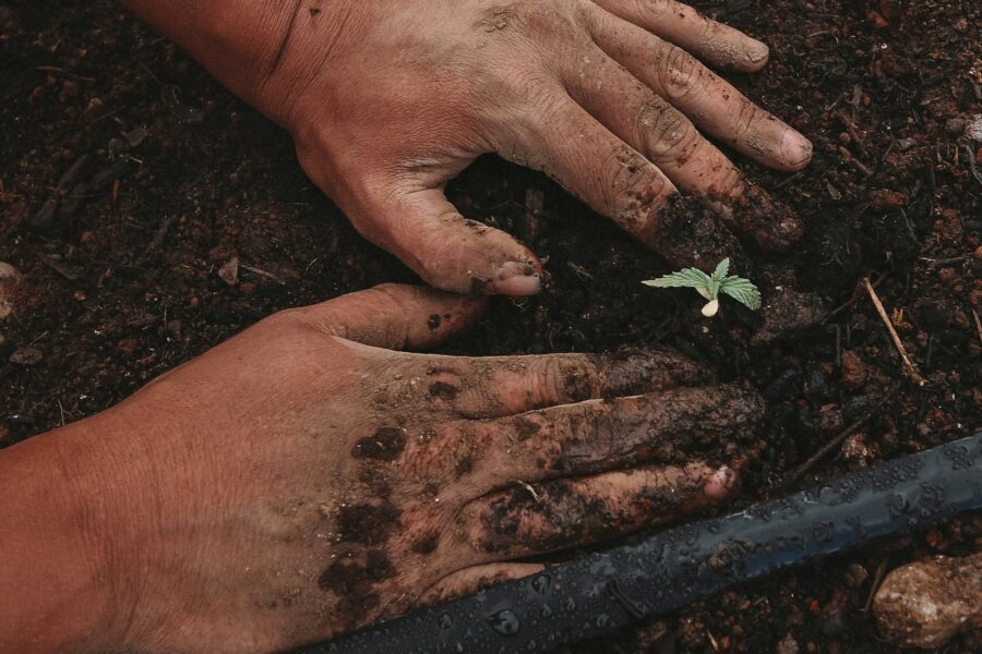 Hand planting stem cutting small soil pot