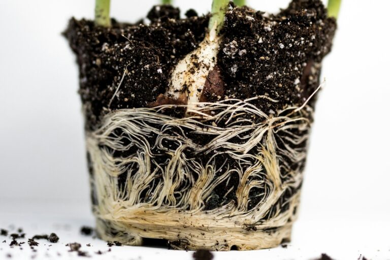 Close rooted plant cutting potting mix