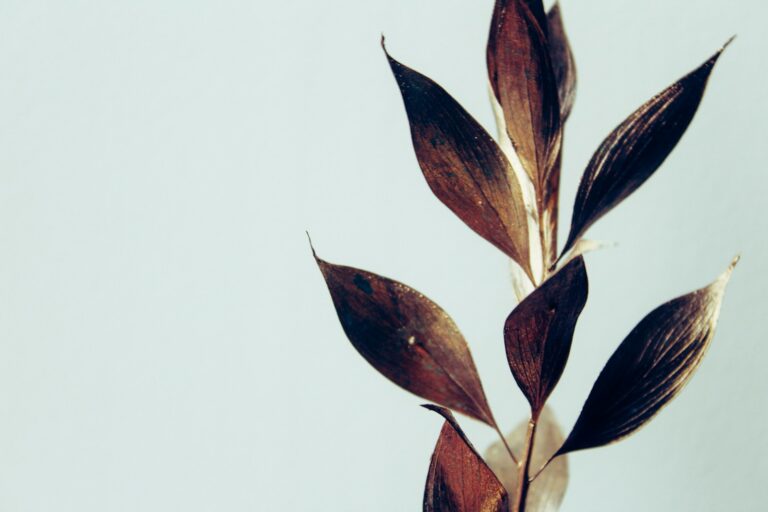Brown leaf tropical houseplant
