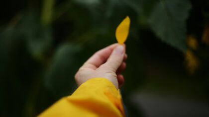 Solving common houseplant problems before they get worse