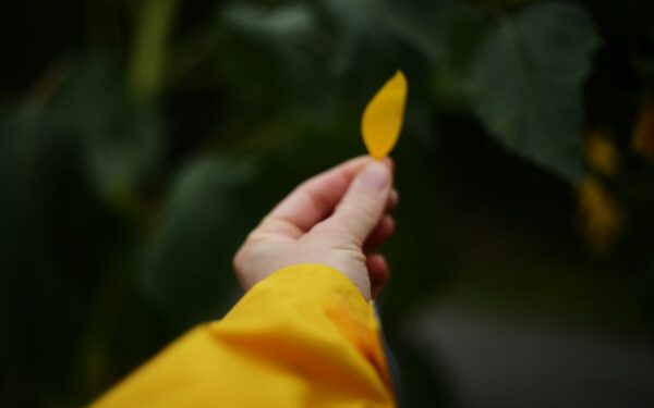 Solving common houseplant problems before they get worse
