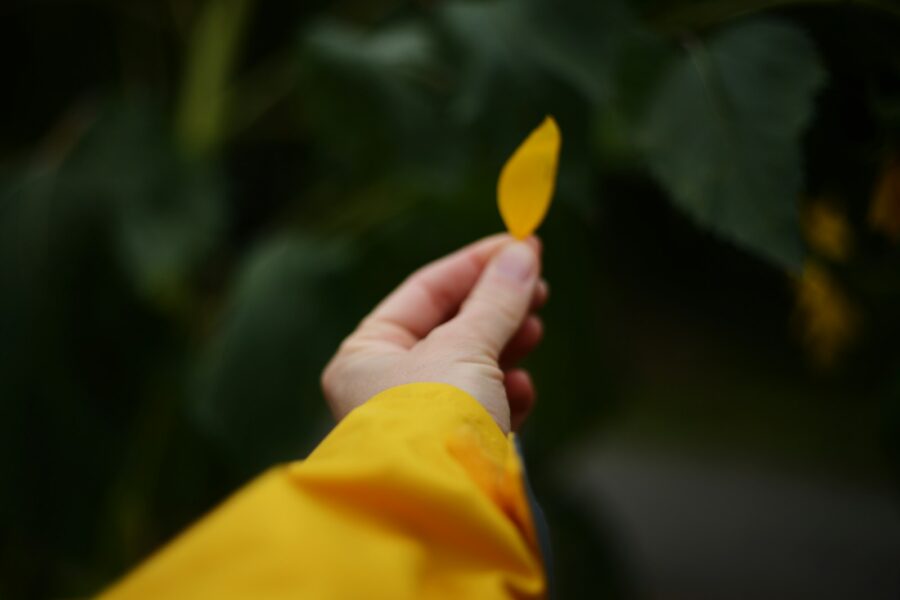 Houseplant yellow leaf hand inspecting