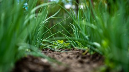 Solving dry soil in home plots: how to rehydrate and keep moisture in