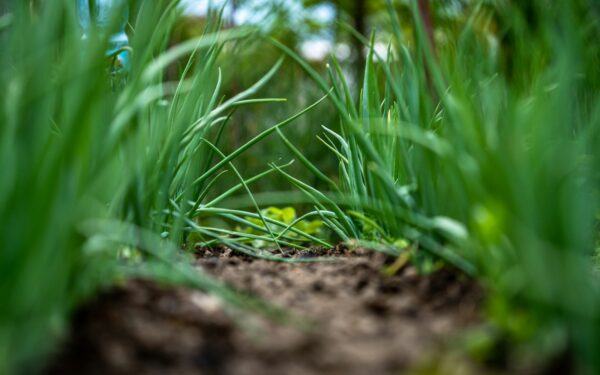 Solving dry soil in home plots: how to rehydrate and keep moisture in