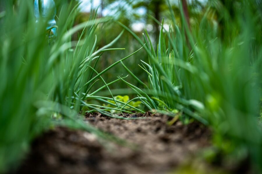 Dry cracked garden soil close