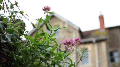 Starting a backyard wildflower patch for pollinators and low‑maintenance color
