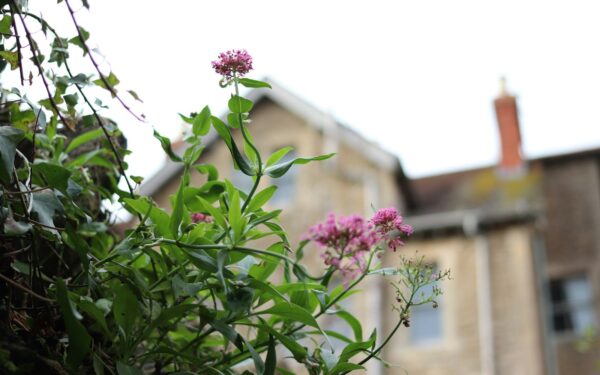 Starting a backyard wildflower patch for pollinators and low‑maintenance color