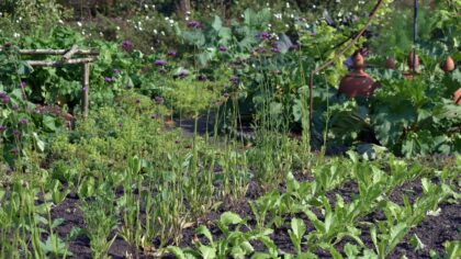 Succession planting salad greens for a continuous harvest