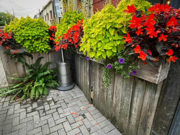Close deadheading petunias scissors watering can patio flower