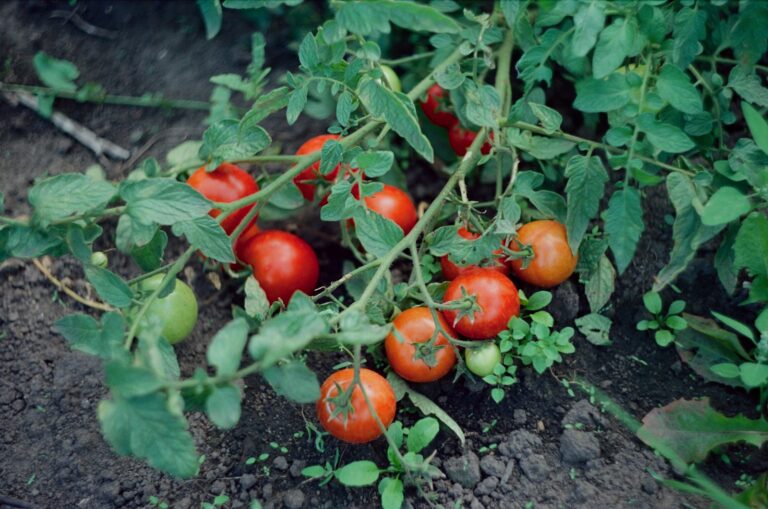 Home vegetable garden tomato vines