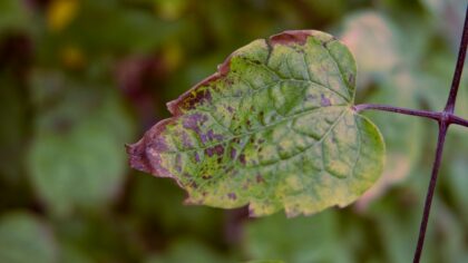 Tomato leaf spot problems and how to control them without harsh chemicals