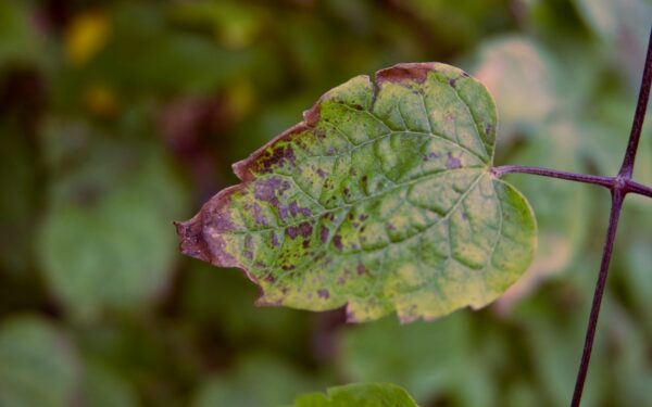 Tomato leaf spot problems and how to control them without harsh chemicals