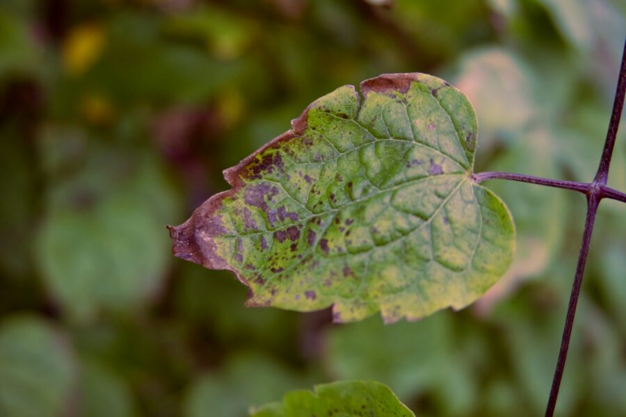 Tomato plant leaf spot close