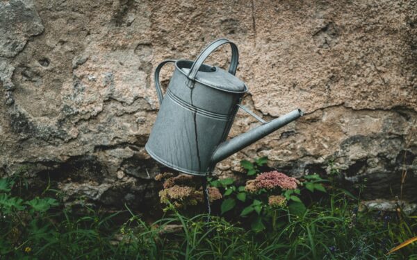 Transplant shock in home plantings: how to help new arrivals settle in